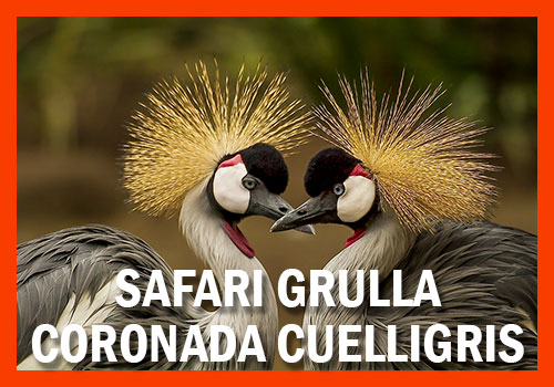 Safari Grulla coronada cuelligris