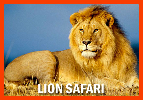 10-days Safari Lion Tanzania