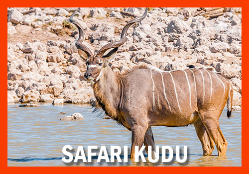 Safari kudu en Tanzanie