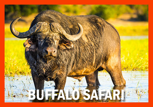 5-days buffalo safari Tanzania