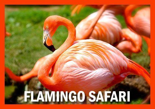 8-days flamingo safari tanzania