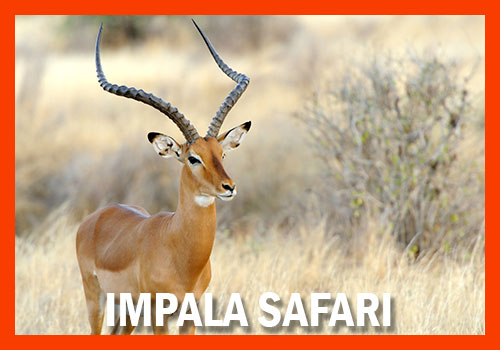 impala safari