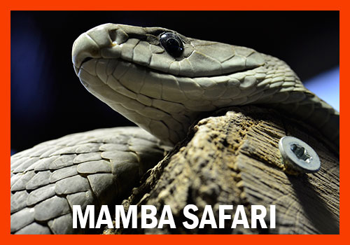 9-days mamba safari tanzania