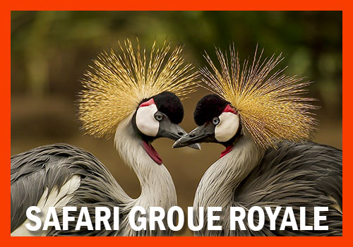 safari Groue Royale