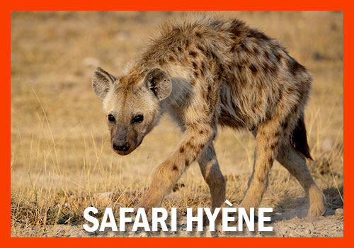safari Hyène