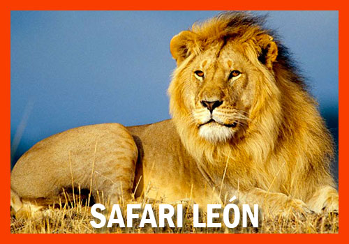 safari León tanzania