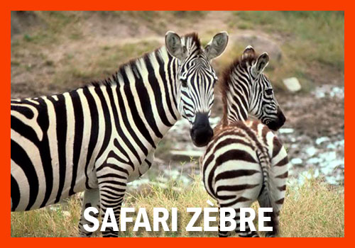safari Zèbre