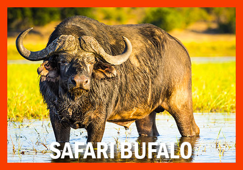 safari bufalo 5 giorni
