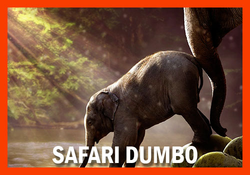 safari dumbo 4 dias