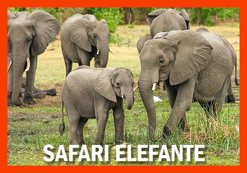 safari elefante 7 dias
