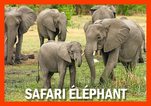 safari éléphant