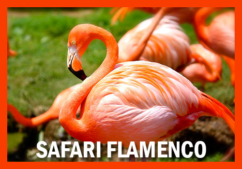 safari flamenco
