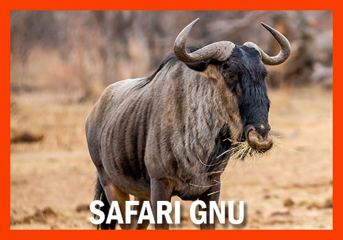 safari gnu grande migrazione
