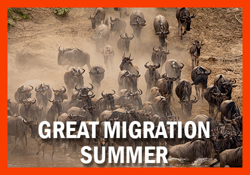 safari great migration summer