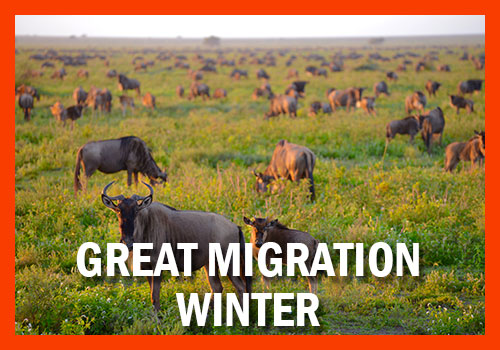 safari great migration winter