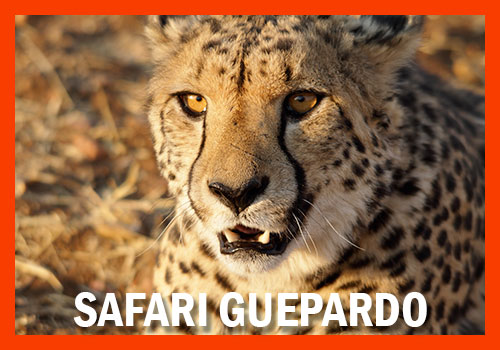safari guepardo 7 dias