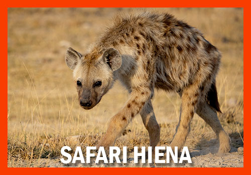 safari hiena 6 dias
