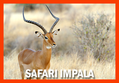 safari impala oferta tanzania