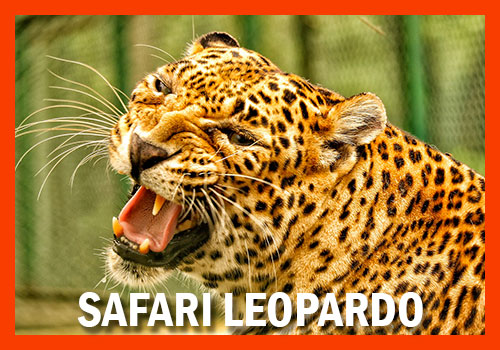 safari leopardo tanzania y zanzibar