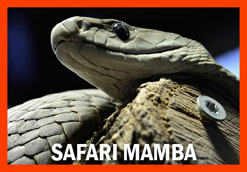 safari mamba 9 jours