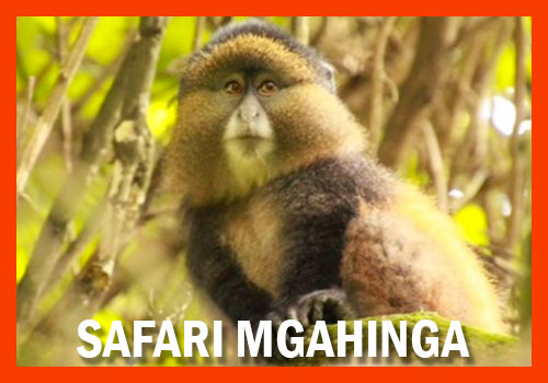 safari mgahinga