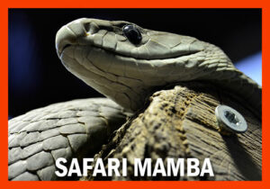 tanzania safari 9 giorni