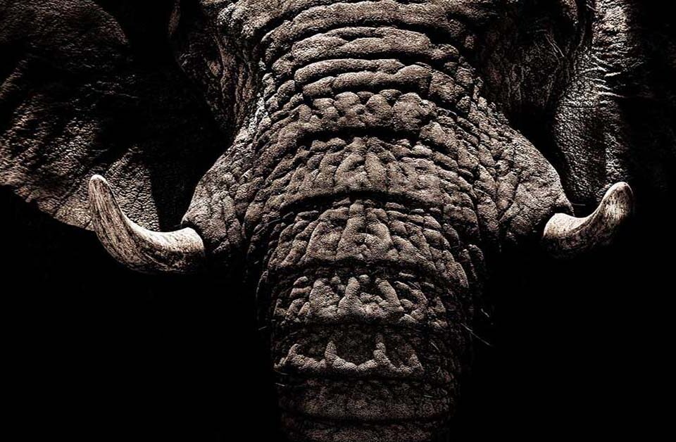 L'Éléphant d'Afrique