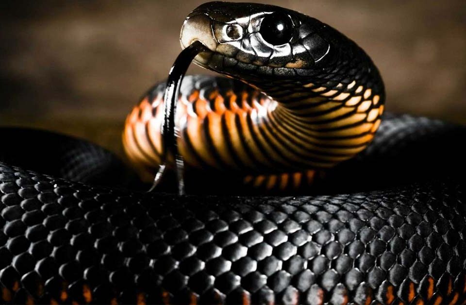 Mamba Noir serpent