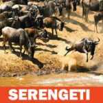 Parc du Serengeti