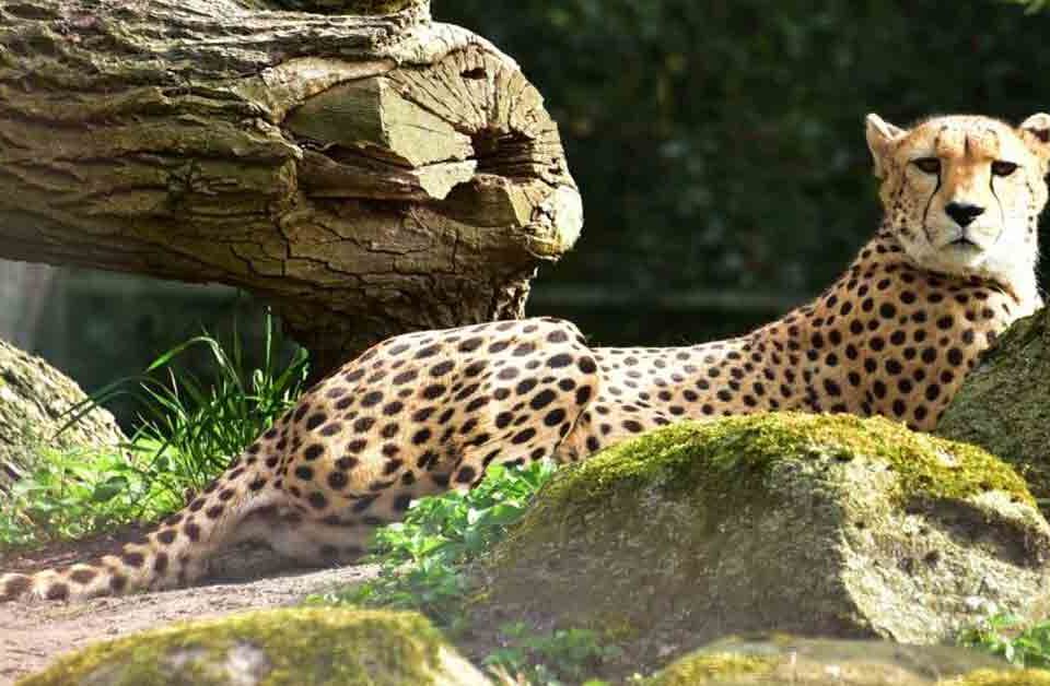 Le Guépard, le félin le plus rapide et élégant au monde