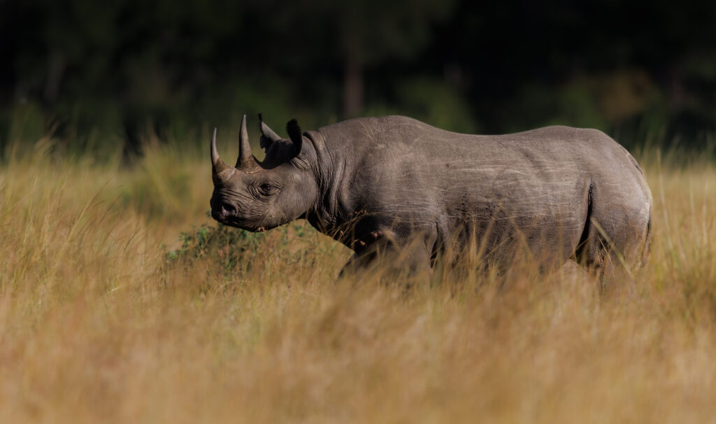 rhinocéros noir dans la savane en Tanzanie