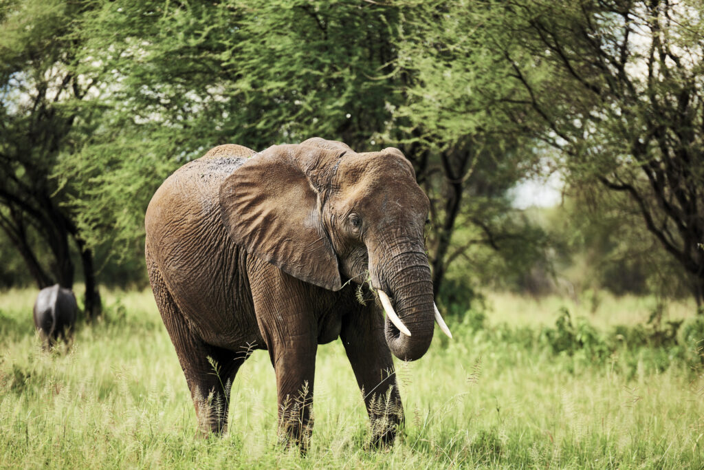 éléphant Tanzanie