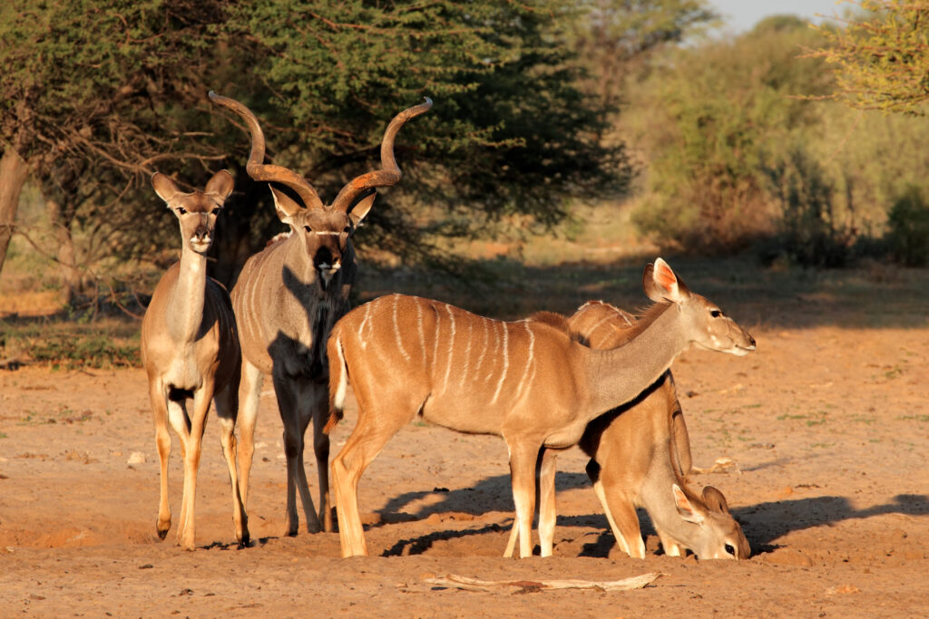 kudu, tanzanie, safari