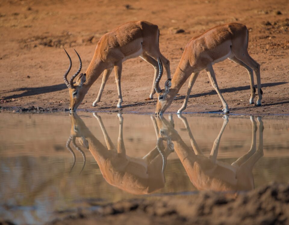 kudu , tanzanie