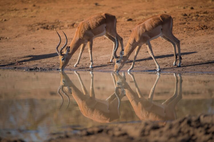 kudu , tanzanie