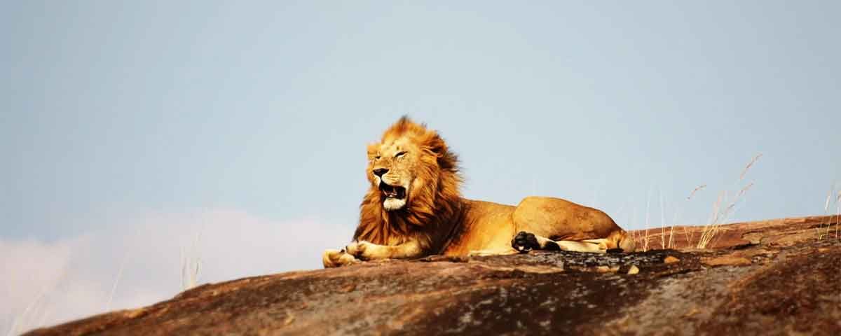 Parco Nazionale del Serengeti