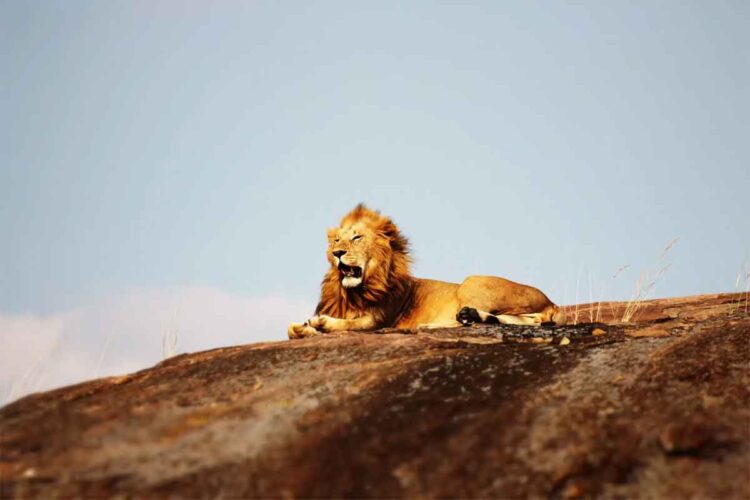 Parco Nazionale del Serengeti