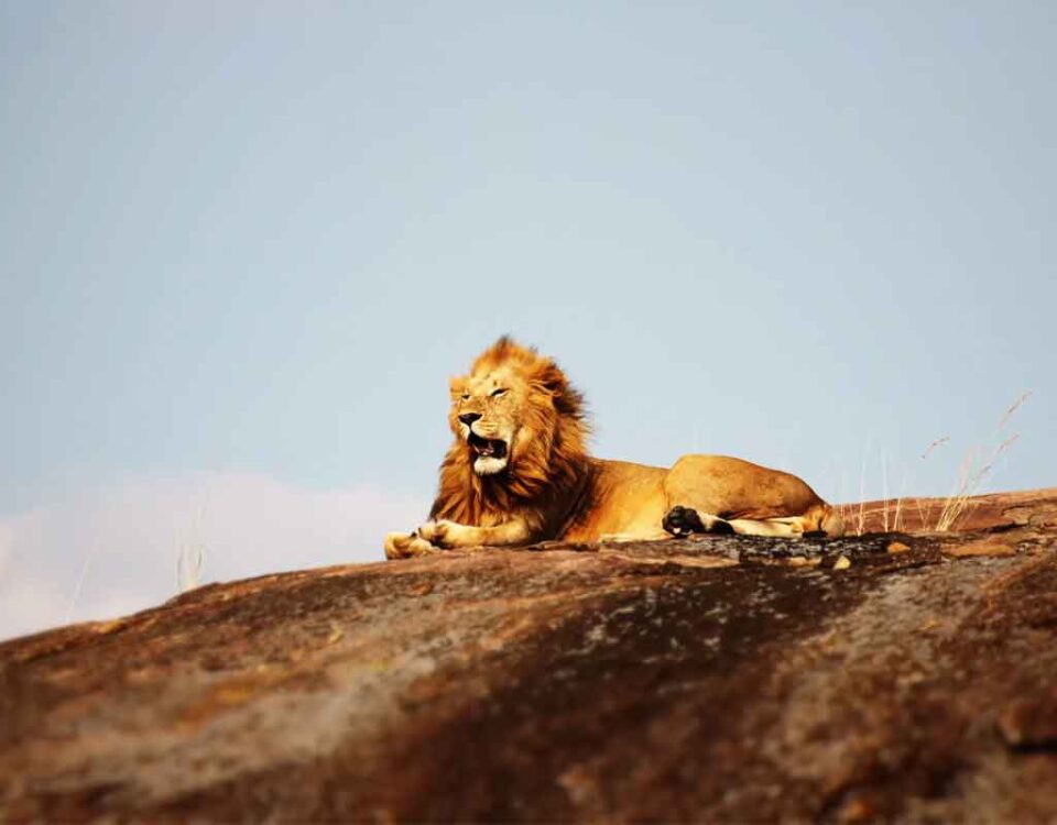 Parco Nazionale del Serengeti