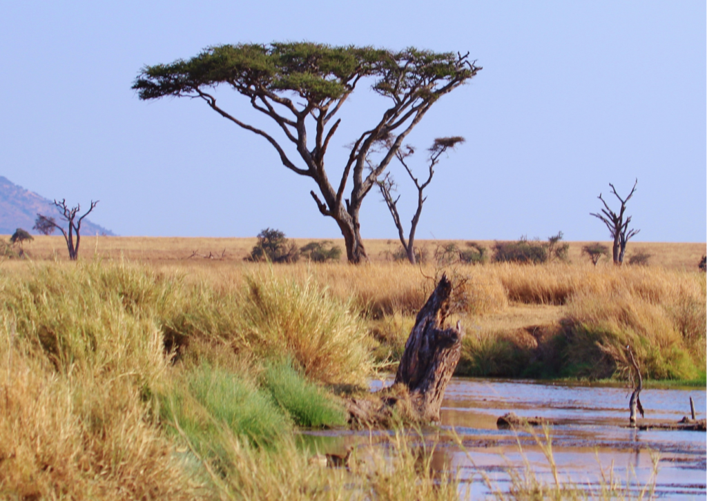 Parc national du Serengeti : histoire, géographie et les safaris à faire