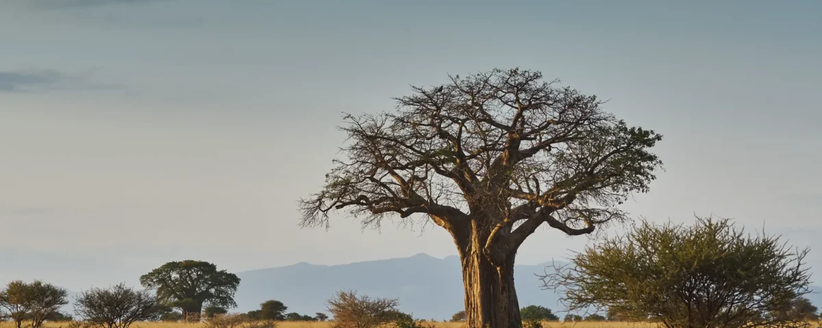 Mini safari Tanzania: itinerari, costi e consigli