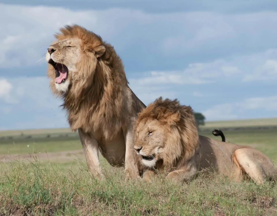Serengeti Ngorongoro safari: budget, quanto costa, periodo migliore