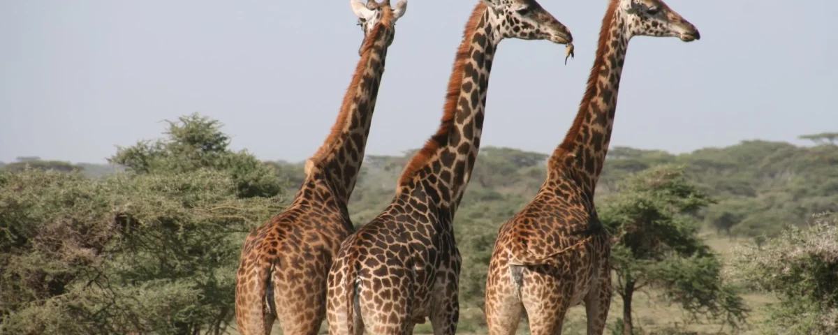 Tour operators per i safari in Tanzania: