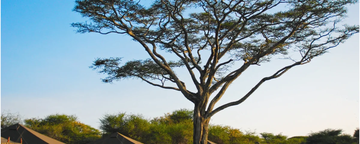 Tanzania lodge safari: quanto costa e come organizzarsi