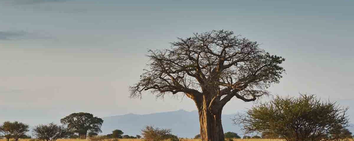 Quanto costa un mini safari in Tanzania