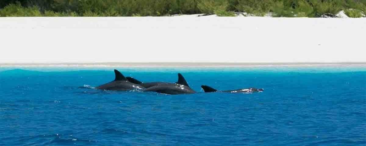 Zanzibar mare