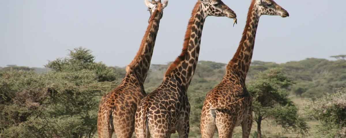 Tour operators per i safari in Tanzania