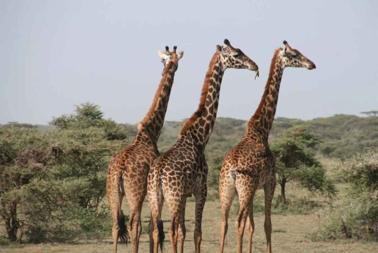 Tour operators per i safari in Tanzania