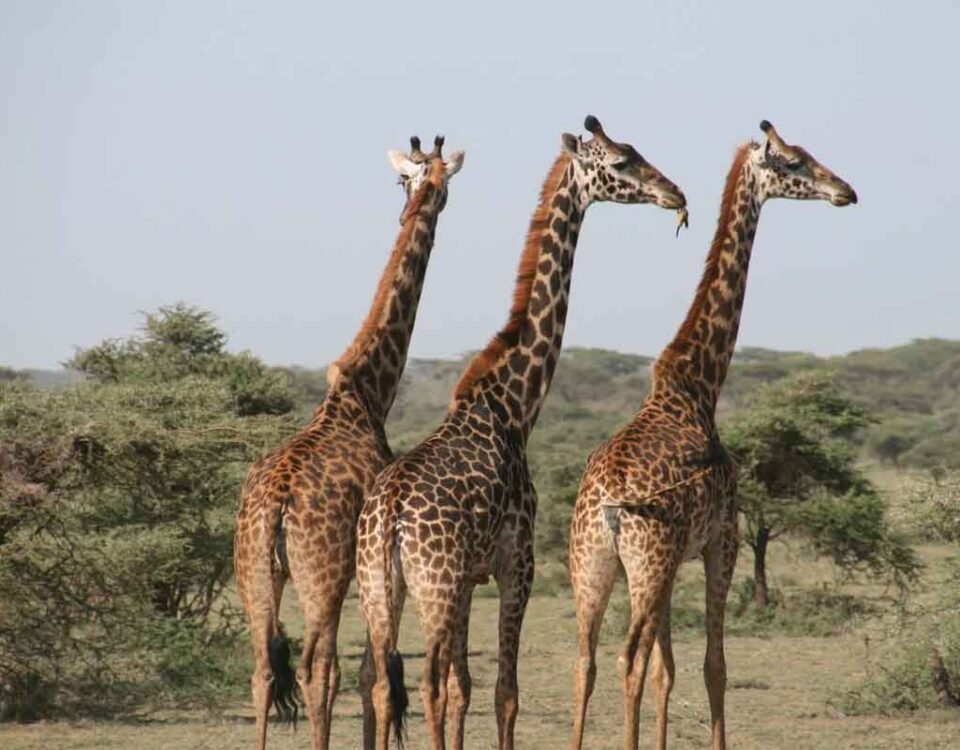 Tour operators per i safari in Tanzania