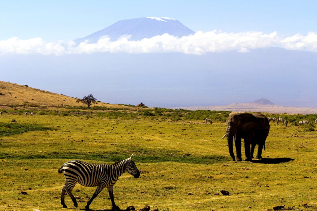 Tour-opérateurs pour les safaris en Tanzanie : les meilleurs, les prix moyens et comment les choisir