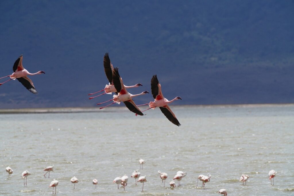 Oiseaux en Tanzanie